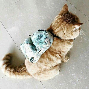 乱世窥屏猫's avatar