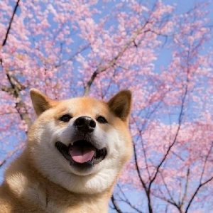 东篱cg