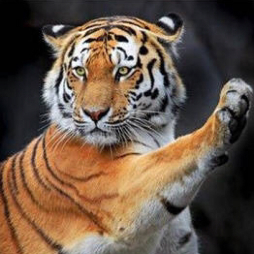 辞职在家.要开始发奋图强了.嗯.