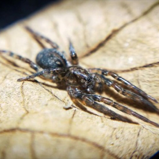 活门狼蛛捕食