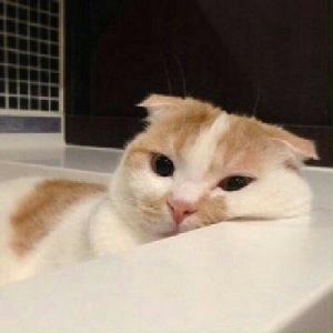 半只薛定谔的猫's avatar