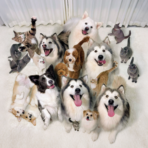 屋内有饿犬