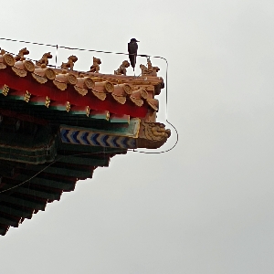 万紫千山一片红_