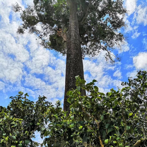 武夷山岩茶四大名丛之一:铁罗汉冲泡教程
