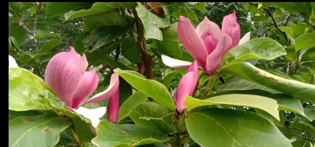 红叶李的叶子有毒吗