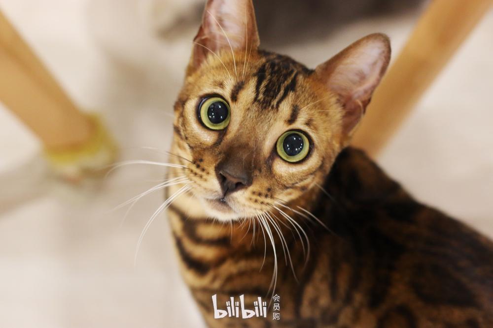 恢复营业深圳mrcat猫先生猫咖