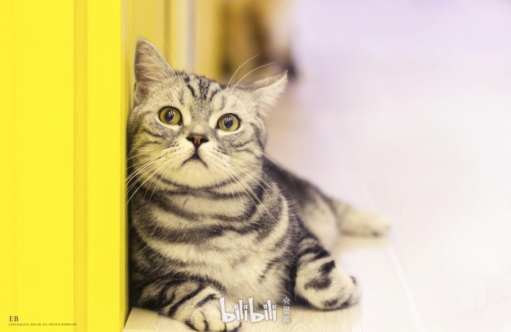 【恢复营业】深圳·mr cat猫先生猫咖