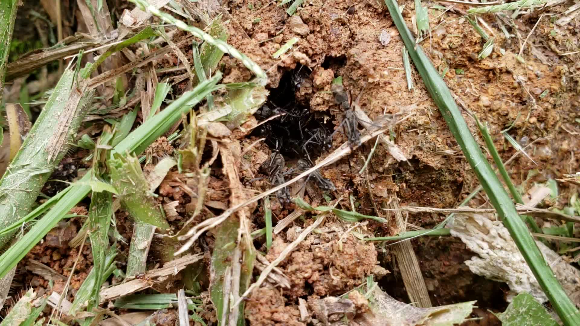 近缘盲切叶蚁觅食经过聚纹双刺猛蚁洞口却无冲突_哔哩哔哩)つ
