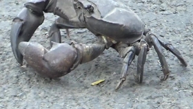 Youtube 移動的活石 菱蟹 哔哩哔哩 つロ干杯 Bilibili