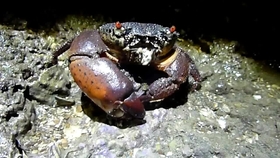 Youtube 移動的活石 菱蟹 哔哩哔哩 つロ干杯 Bilibili