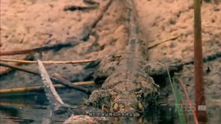 【PBS Nature】喀拉哈里,荒漠长河 Kalahari the Flooded Desert 2003【英语】哔哩哔哩bilibili